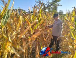 Kanit Binmas Polsek Gondang Terjun ke Lapangan, Perkuat Kedekatan dengan Petani dan Dukung Ketahanan Pangan