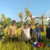 Tradisi Petik Padi di Kalidawir Tulungagung