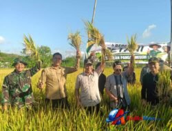Tradisi Methik Pari di Kalidawir Jadi Momentum Perkuat Ketahanan Pangan